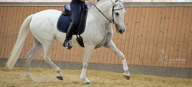 doortrainen jonge en herstart paarden - l' Equivalent